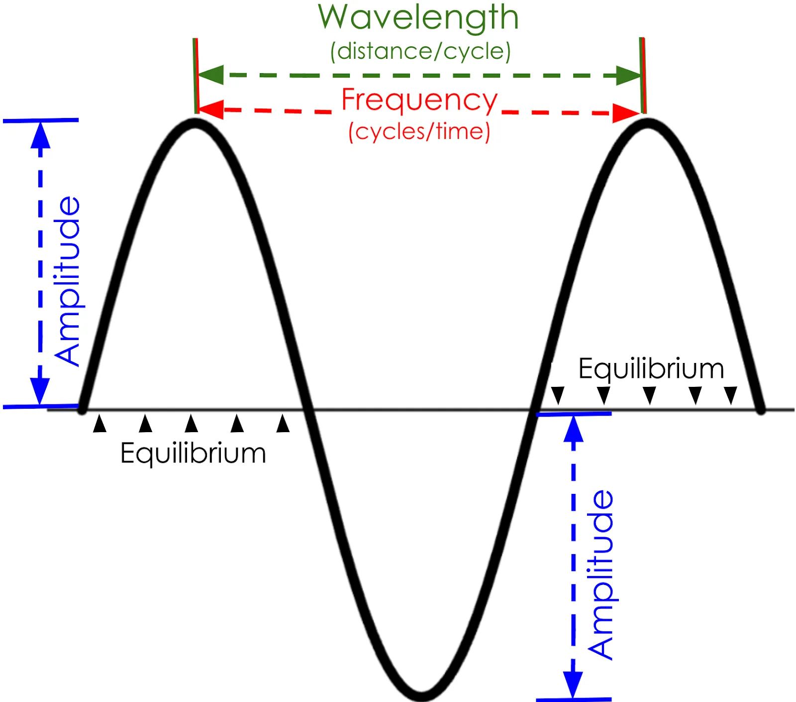 A diagram of a periodic sine curve drawn over a horizontal line in the middle. Arrows label the wave characteristics: “wavelength (distance per cycle)”, “frequency (cycles per time)”, “amplitude” and “equilibrium.” Horizontal arrows pointing from one peak to the next show that wavelength measures the length of one wave cycle, and frequency measures the number of wave cycles that occur over a specific period of time. The line in the middle of the wave is labeled the “equilibrium.” Vertical arrows that point from the highest point in the line to the equilibrium, or from the lowest point to the equilibrium, show that amplitude is a measure of the distance from the equilibrium.